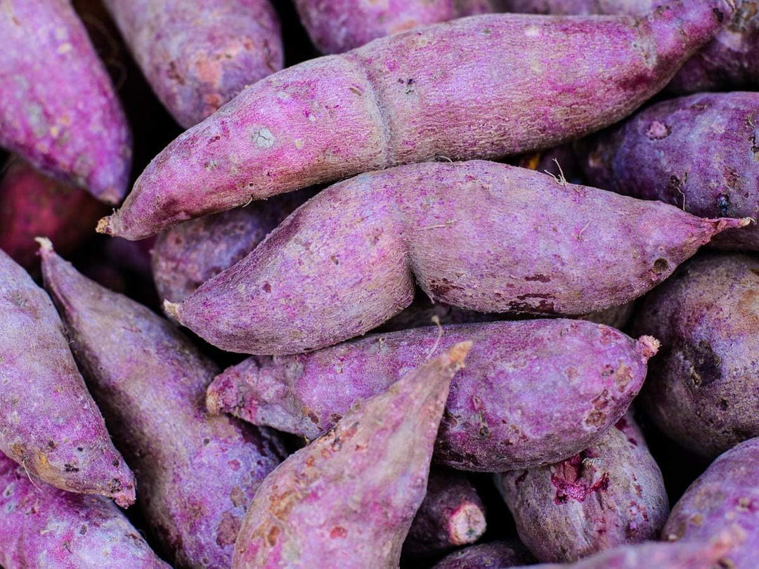 Fresh Sweet Potato Vegetable Seeds for Planting, Purple et  Ornamental Garden Plant Premium Quality Seeds