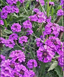 Purpletop Vervain Seeds (Verbena bonariensis) valued for ornamental backyard planting