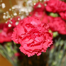 Dianthus Dianthus Caryophyllus Seeds for growers seeking a long-blooming display