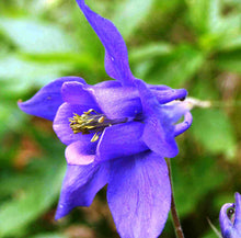 Dark purple Columbine flower Seeds for growers filling out the hummingbird gardens