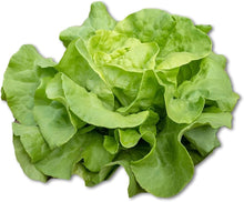 Lettuce Seeds (Lactuca sativa) for growers stocking the Vegetable Garden