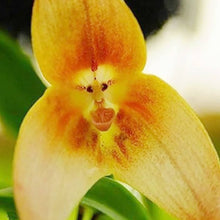 Dracula Orchid Seeds (Dracula spp.) for a lasting display in the tropical gardens and orchid collections