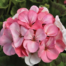 Pinto Quick Geranium Seeds (Pelargonium hortorum) known for white Bedding Displays
