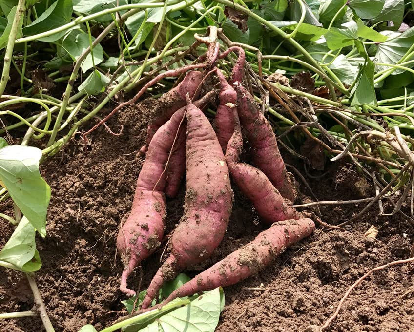 Giant Sweet Potato Ipomoea batatas for planting in vegetable patch