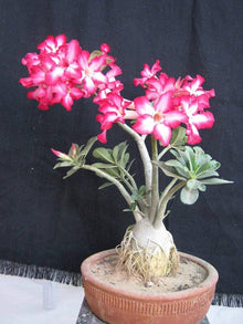 Red Desert Rose Seeds for a lasting addition to the landscape