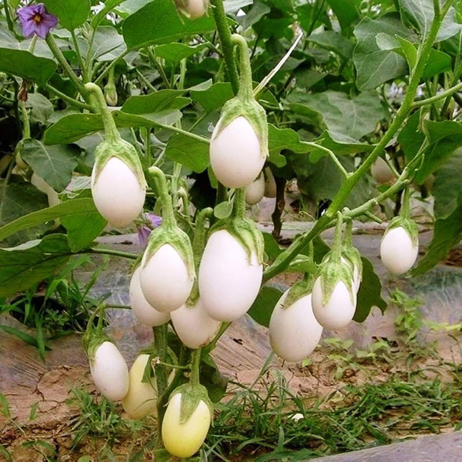 Ivory - F1 for planting in home garden