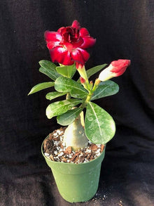 Desert Rose Adenium obesum seeds for indoor bonsai and home garden