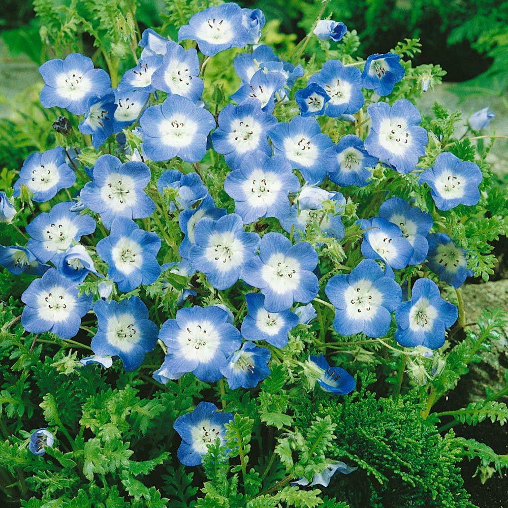 Flower Nemophila Menziesii Baby Blue Eyes Seeds for Planting – Annual Flower Seeds for Ground Cover and Spring Displays