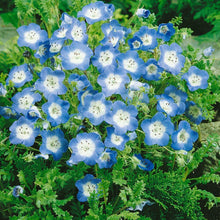 Baby Blue Eyes for planting in flower bed