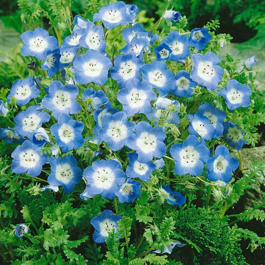 Baby Blue Eyes for planting in flower bed