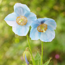 Meconopsis Meconopsis spp. for planting in flower bed