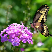 Phlox Mixed Colors Hardy Seeds for reliable seasonal color