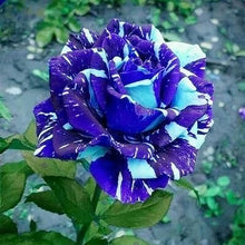 Rose Seeds (Rosa hybrida) for a bright addition to the vertical garden or home flower beds