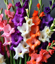 Gladiolus Mix Seeds (Gladiolus spp.) for a bright addition to the home garden spring flowers