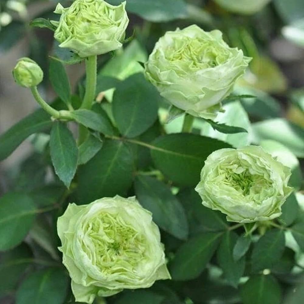 Rare Rose Army Green seeds