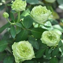 Rare Rose Army Green seeds