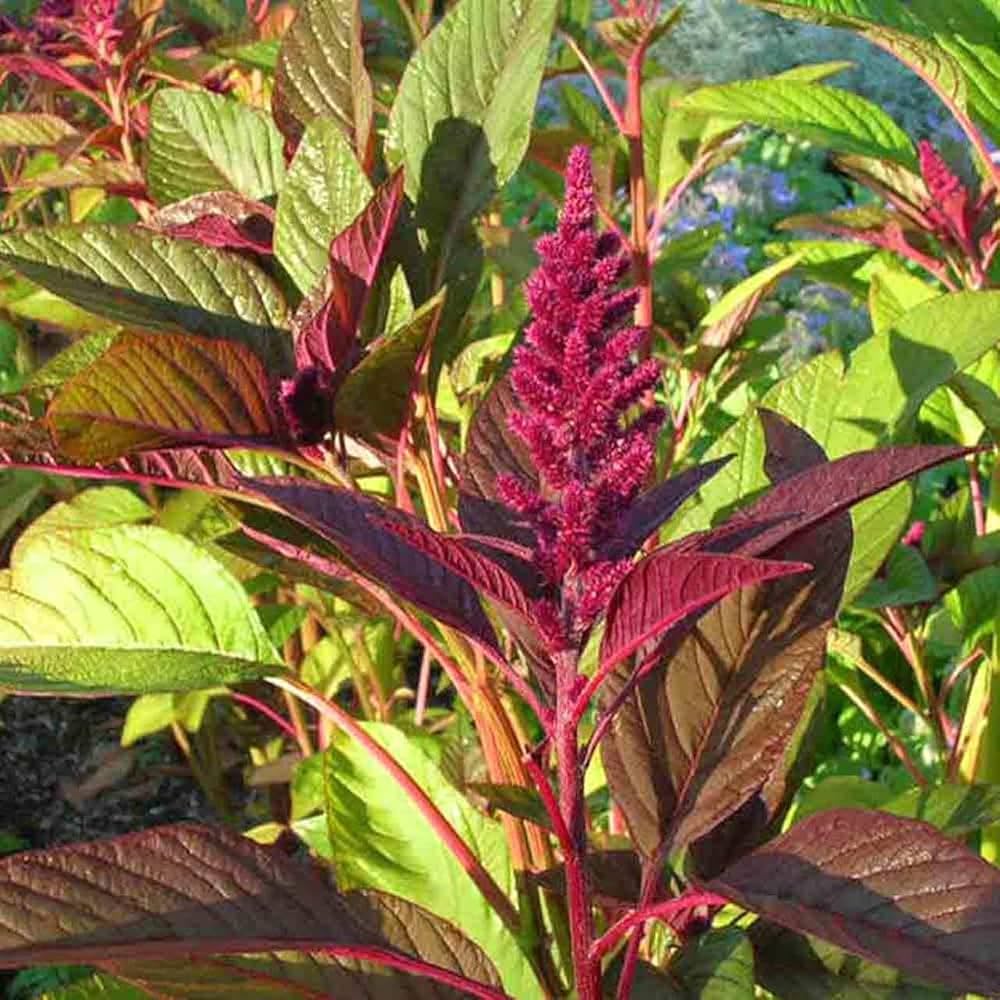 Red Garnet Amaranth (Amaranthus spp.) for planting in flower bed