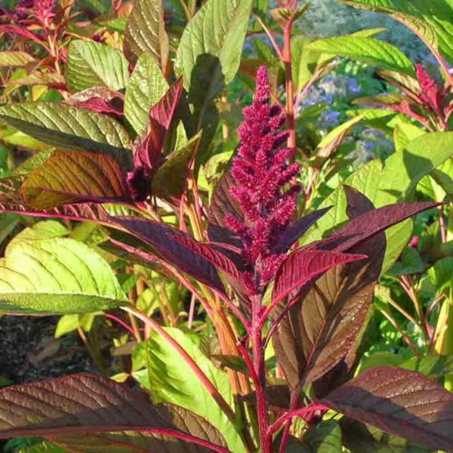 Red Garnet Amaranth (Amaranthus spp.) for planting in flower bed