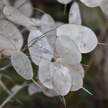White Flowered Money Plants for growers seeking a long-blooming display