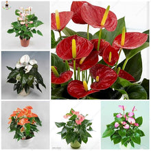Anthurium Andraeanum Rare Potted Seeds for a colorful addition to any planting