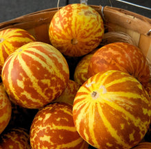 Vietnam Milk Melon Seeds for a reliable harvest in the Bonsai Vegetable Gardens