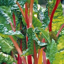 Rainbow Swiss Chard Seeds (Beta vulgaris) for growers filling out the kitchen garden containers