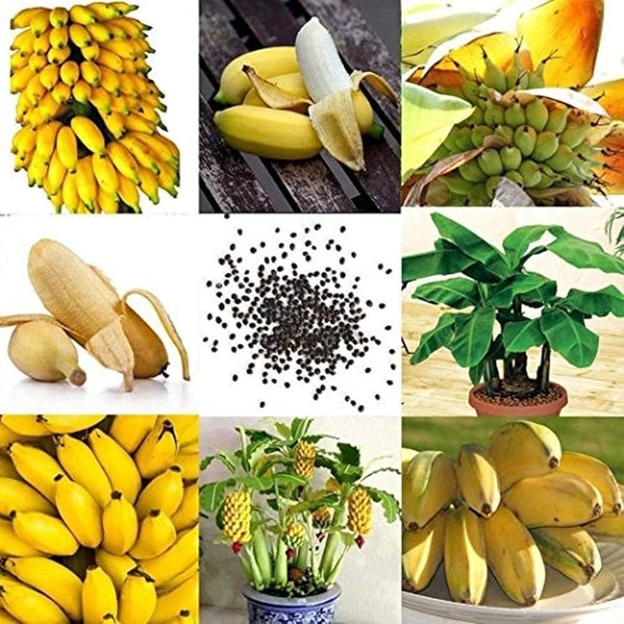 Dwarf (Banana Tree Seeds – Bonsai Fruit Plant) for planting in garden