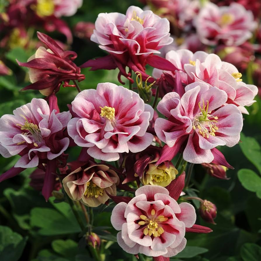 Aquilegia Winky Double Rose White seeds for columbine flowers