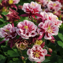 Double White Barlow Columbine Seeds for growers seeking a long-blooming display