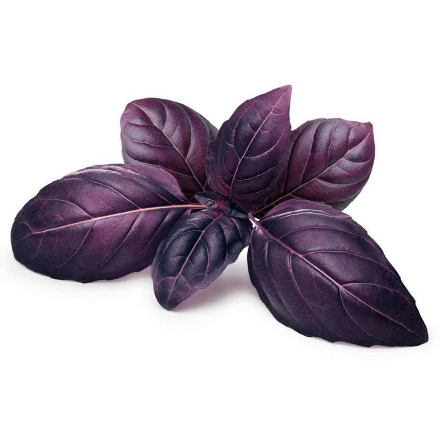 Dark Purple Basil (Ocimum basilicum) for exotic herb garden planting