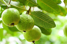 Guava Seeds (Psidium guajava) for sweet homegrown fruit in the home garden and backyard orchards