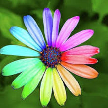 Osteospermum Daisy Seeds (Osteospermum spp.) for a bright addition to the Flower Bed