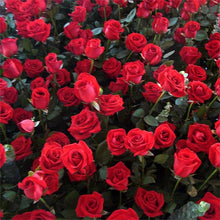Rose Rosa Hybrida Red Flower Seeds for Planting – Classic Blooms for Garden Beds and Bouquets