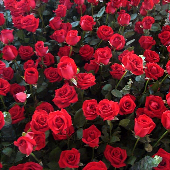 Rose Rosa Hybrida Red Flower Seeds for Planting – Classic Blooms for Garden Beds and Bouquets