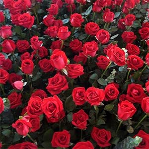 Red Rose Rosa spp. flower seeds for planting in romantic home garden displays
