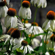 Echinacea Echinacea Purpurea White Swan Flower Seeds for Planting – Perennial Blooms for Garden Borders and Pollinator Gardens