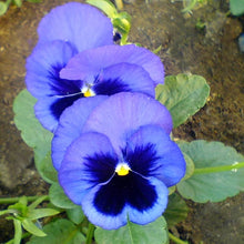 Pansy Seeds for a lasting display in the Blue Garden