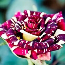 Rose Rosa Hybrida Lila Dragon Seeds for seasonal color across the Decorative Home Pots