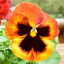 Pansy Swiss Giant Ullswater Beaconsfield Perennial Seeds for a bright addition to the Bold Garden Flowers