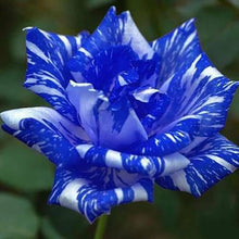 Rose Rosa Hybrida Blue Dragon Seeds for a lasting display in the Decorative Home Indoor Pots