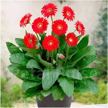 Gerbera Seeds for colorful blooms in the Gerbera bed pollinator garden