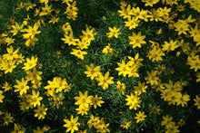 Bidens flower Seeds (Bidens ferulifolia) for seasonal color across the home garden or sunny balcony containers
