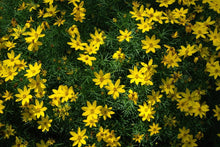 Bidens Golden Star Seeds for gardeners building out beds and borders