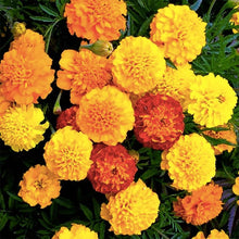 Petite Mix French Marigold Colorful Seeds for growers seeking a long-blooming display