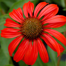 Tomato Soup Coneflower Seeds (Echinacea spp.) for a fresh homegrown crop from the Flower Bed
