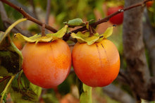 Persimmon Diospyros Kaki Seeds for a lasting display in the Exotic Garden