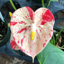 Anthurium Flower ��������� Anthurium andraeanum ��������� for planting in red garden