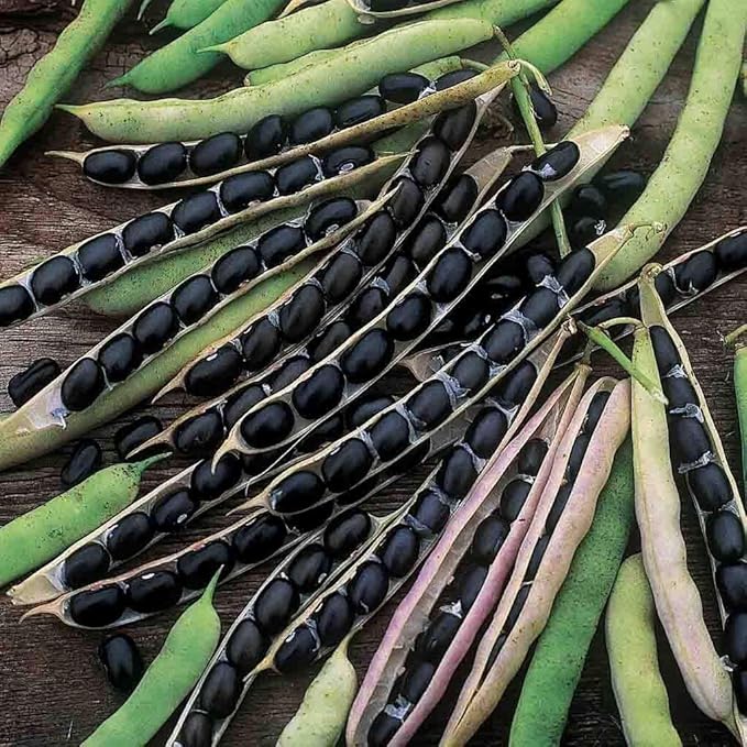 Black Valentine Bean (Phaseolus vulgaris) seeds for planting in home garden