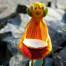 Calceolaria Uniflora Seeds for a colorful addition to any planting
