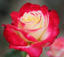 Double Delight Hybrid Tea Rose Seeds (Rosa hybrid) for growers filling out the Flower Bed